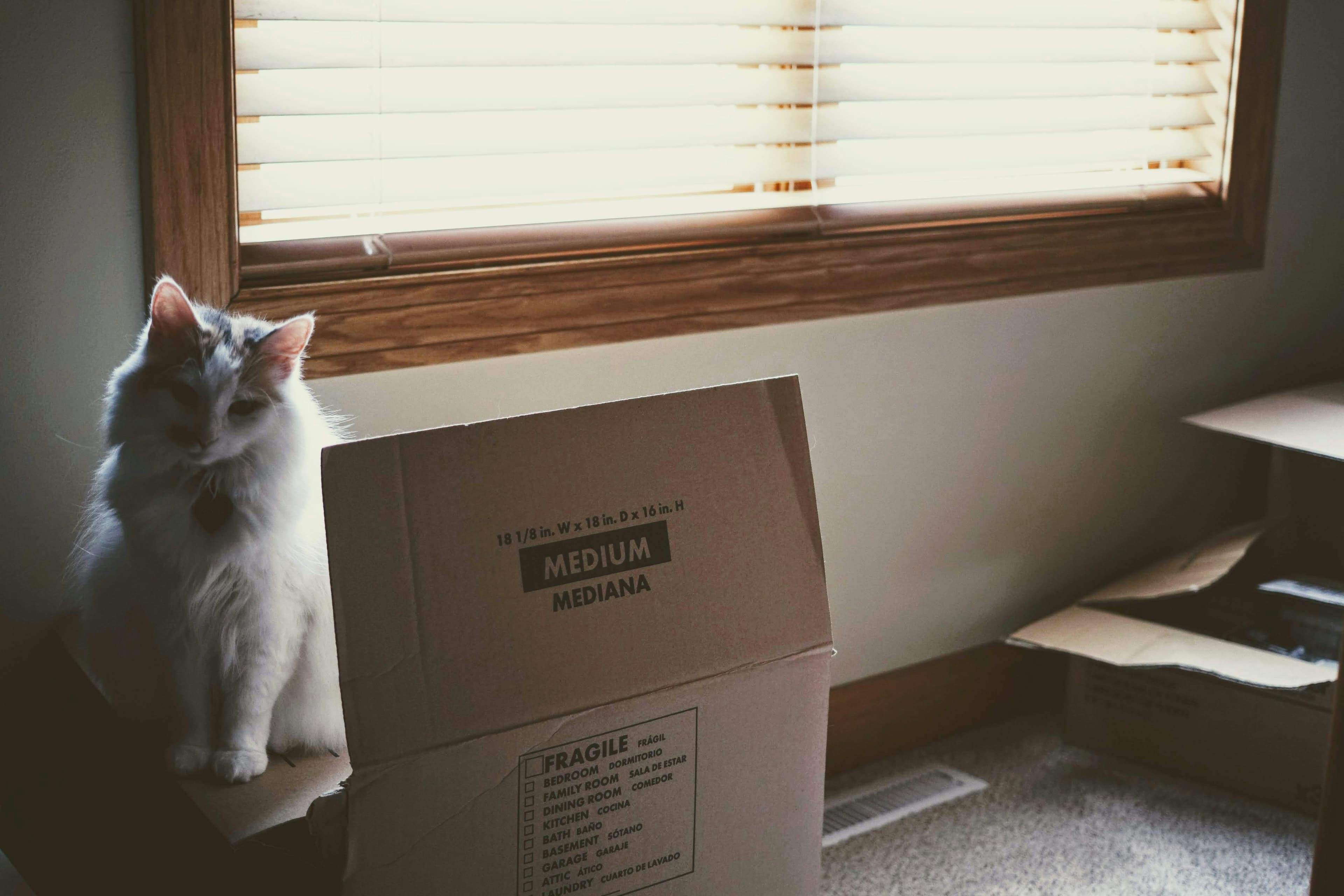 Katze neben einem Umzugskarton